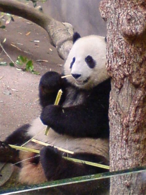 Panda pornography .